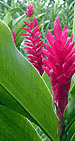 el yunque rainforest lodging