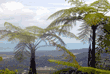 rain forest lodging tree fern