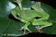 see tree frog with rainforest tours
